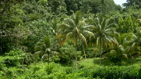 Palm Trees Landscape Caribbean Mountains Stock Footage 22157724