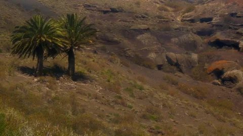 PALM TREES LANDSCAPE Stock Footage 306621815