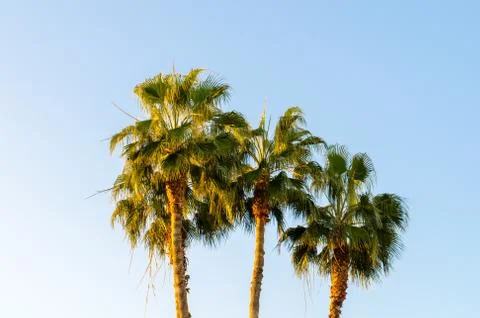 Palm trees in Larnaca with late sunset glow on blue sky Stock Photos