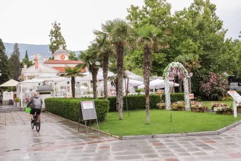 Palm trees on the lawn. 库存照片