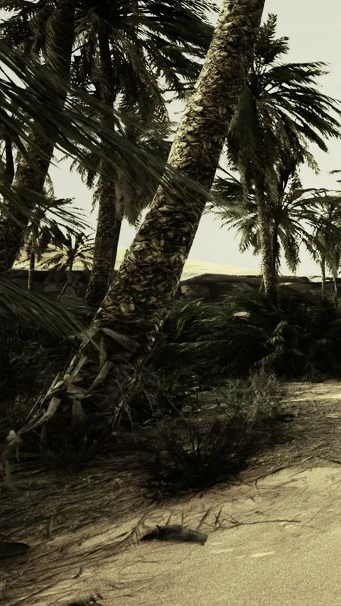 Palm trees lean over a sandy path by the shore in a tropical setting Stock Footage 334188196