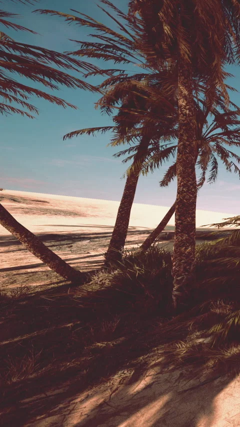Palm trees lean over sandy dunes at midday under a clear blue sky Stock Footage 338418555