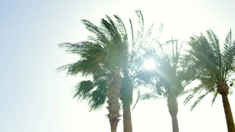 Palm trees leaves against the sky. Selective focus. Stock Footage