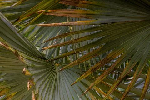 A palm trees leaves background Stock Photos