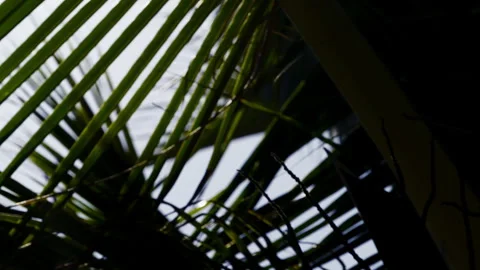 Palm trees leaves texture with sunlight peeking Stock Footage 336874426