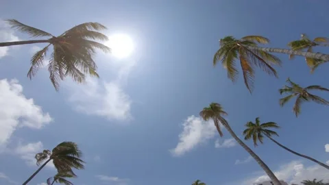 Palm Trees Left-to-Right Pan Video stock 200797351