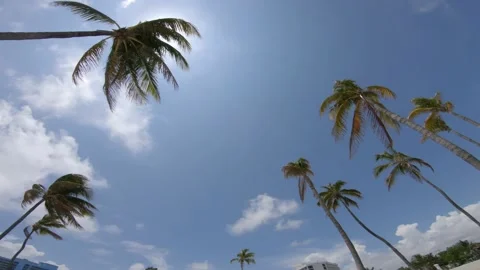 Palm Trees Left-to-Right Pan Video stock 200797410