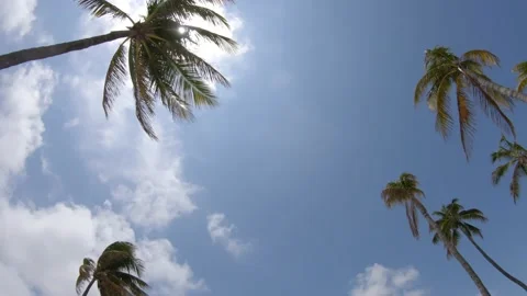 Palm Trees Left-to-Right Pan Stock Footage 200797419