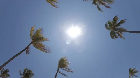 Palm Trees Left-to-Right Pan Stock Footage 200797501