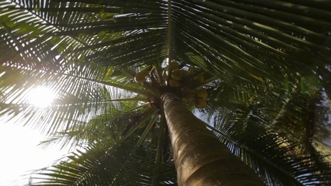Palm Trees With Lens Flare Stock Footage 101694086