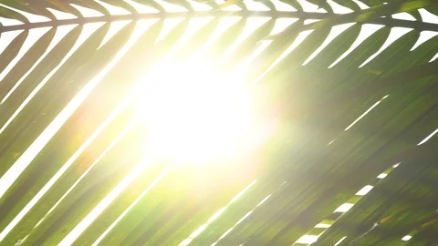 Palm Trees With Lens Flare Stock Footage 101700552
