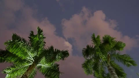 Palm trees in the light of lanterns under clouds floating in the evening sky. Stock Footage 306408453
