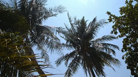 Palm trees in the light of the sun on a tropical island Stock Footage 49406060