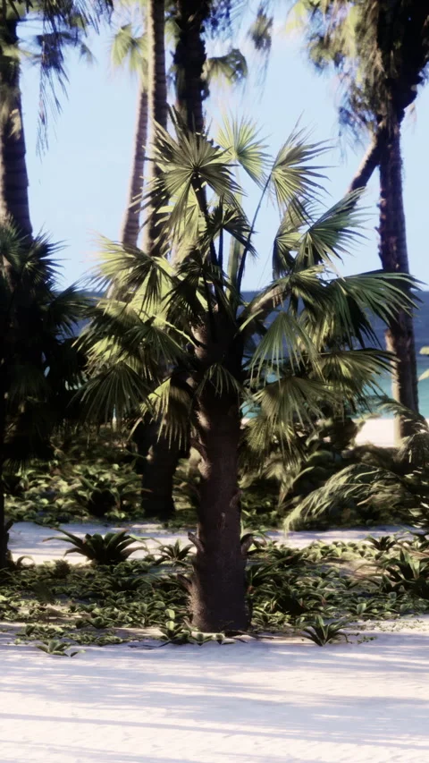 Palm trees line the beach with the ocean in the background on a sunny day Stock Footage 335691321