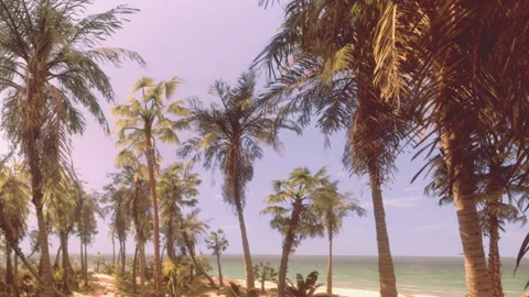 Palm trees line a beach with ocean view and clear sky during daytime Stock Footage 344056696