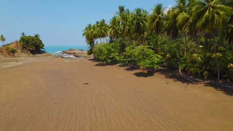 Palm trees line beautiful sandy beach under clear blue sky in Costa Rica Stock Footage 341354202