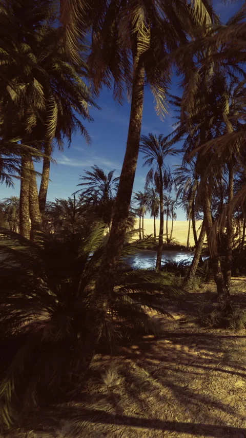 Palm trees line a desert oasis near a body of water under a clear sky Stock Footage 339941058