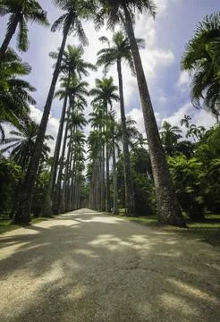 Palm trees line the path in Rio de Janeiro Botanical Garden Stock Photos