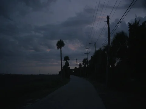 Palm Trees Line the Road at Dusk 4K Vídeos de archivo 84001550