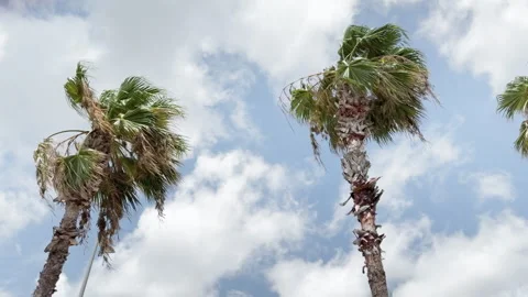 Palm trees line road in this tracking video set against lovely sky and clouds Stock Footage 344906987
