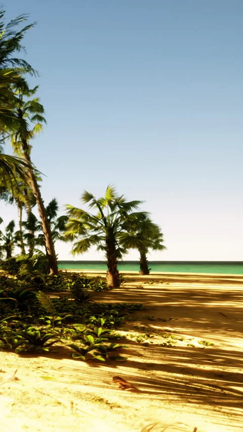 Palm trees line a sandy beach by the ocean on a sunny day in a tropical area Stock Footage 338350832