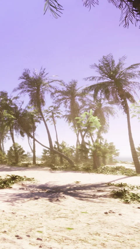 Palm trees line sandy path in bright tropical setting during daylight hours Stock Footage 339418305