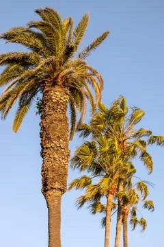 Palm trees lined against blue sky on Santa Monica beach Stock Photos