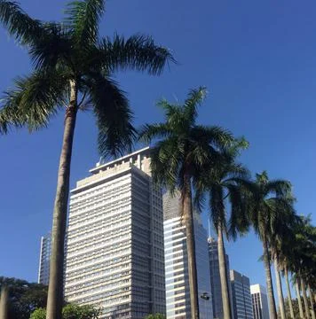 Palm trees lined the front of the building. Stock Photos