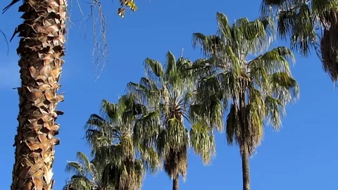 Palm trees lined moving with the breeze Stock Footage 137350901