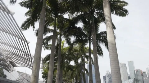 Palm Trees Lining Marina Bay 库存影片 105143450
