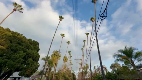 Palm Trees Lining a Pasadena Street 4k Stock Footage 259669762