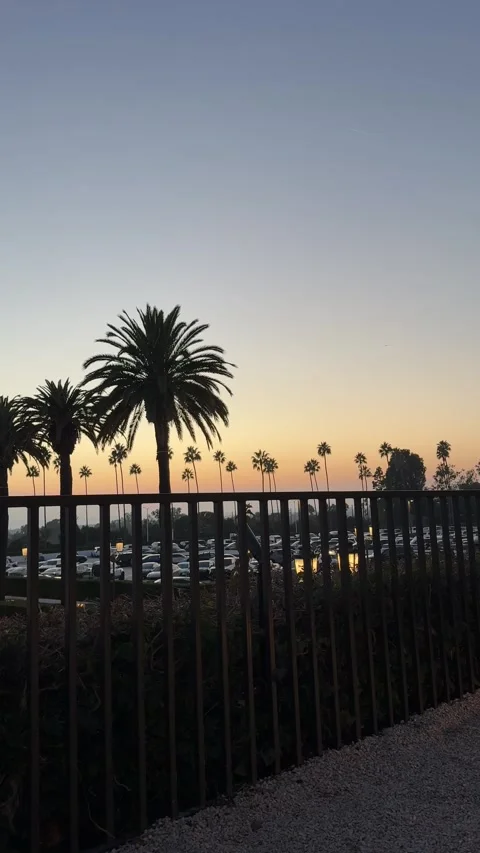 Palm trees lining street at sunset Newport Beach Stock Footage 326071986