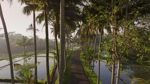 Palm trees lining tropical road from above Video stock 340846006