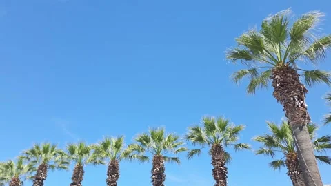 Palm trees lining up under a summer blue sky Stock Footage 337483690