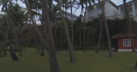 Palm Trees Looking Up (4k) Stock Footage 89186590