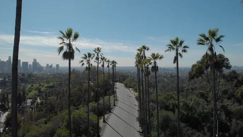 Palm trees Los Angeles downtown buildings skyline aerial moving flying drone Stock Footage