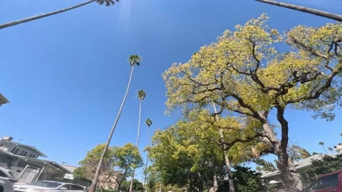 Palm Trees In Los Angeles Looking Up Stock Footage 234586775