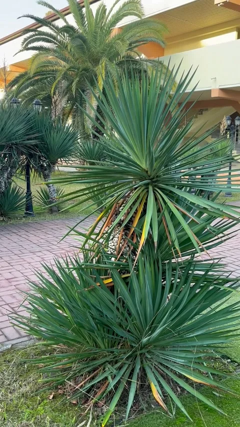 Palm trees low and high close-up. Tourist hotel. Vertical video Stock-Footage 301589548