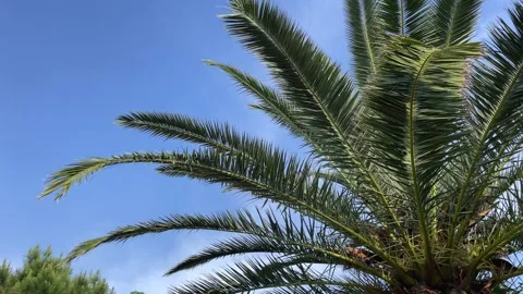 Palm trees low-angle 4k footage on a bright sunny day. Palm trees against the Stock Footage 242846732