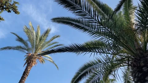 Palm trees low-angle 4k footage on a bright sunny day. Palm trees against the Stock Footage 242846803