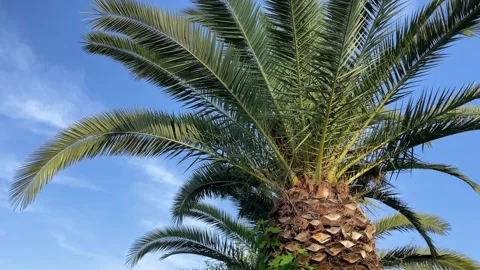 Palm trees low-angle 4k footage on a bright sunny day. Palm trees against the Stock Footage 243592073
