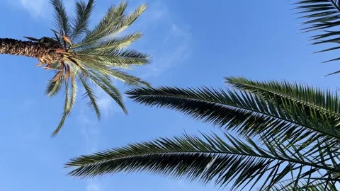 Palm trees low-angle 4k footage on a bright sunny day. Palm trees against the Vídeos de archivo 243592120
