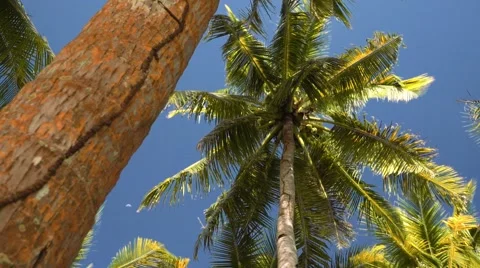 Palm trees from low angle Stock Footage 67412496