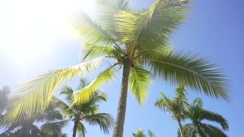 Palm trees low-angle footage on a bright sunny day. Palm trees against the clear Stock Footage 172395246
