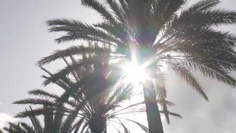 Palm trees from a low angle shot Stock Footage 231476775