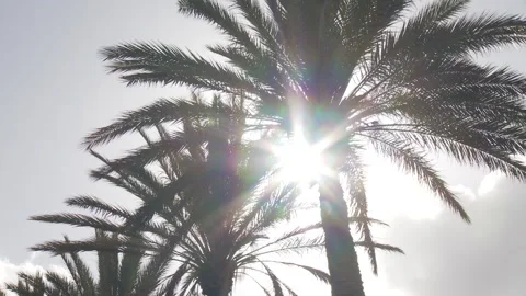 Palm trees from a low angle shot Video stock 231476831
