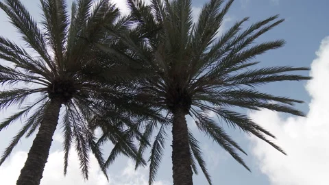 Palm trees from a low angle shot Stock Footage 231476920