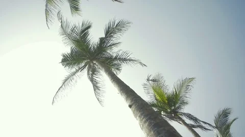 Palm trees low angle view on ocean beach Video stock 73288064
