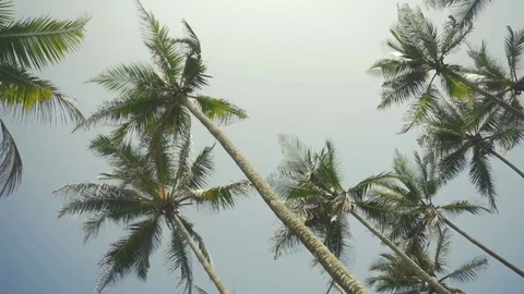 Palm trees low angle view on ocean beach Stock Footage 73288083