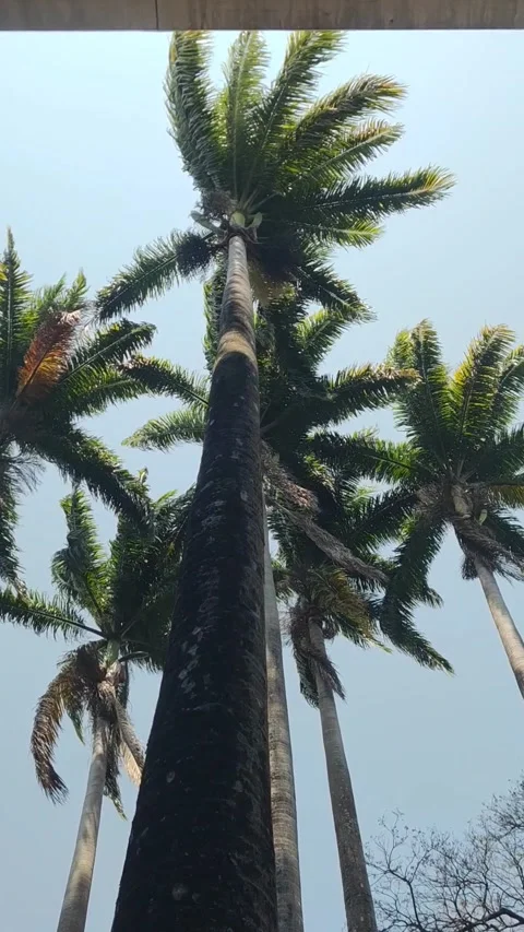 Palm trees low angle view Stock Footage 303308268
